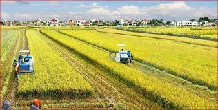 Từ vựng tiếng Trung về chủ đề nông nghiệp (P1)